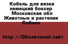 Кобель для вязки, немецкий боксер - Московская обл. Животные и растения » Собаки   